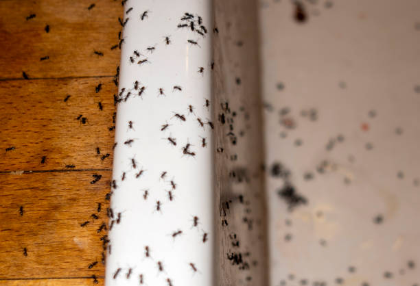 Best Best Pest Control Near Me  in Huntgton, IN